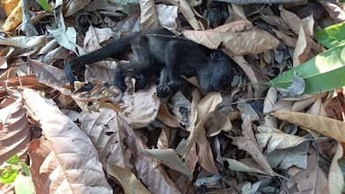 ImagenOla de calor mata a monos aulladores en Comalcalco y Cunduacán 