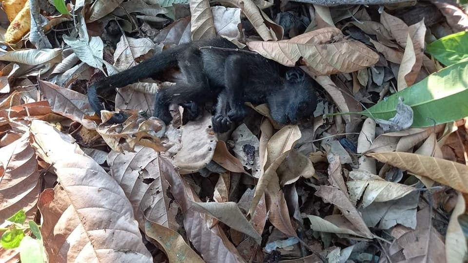 Ola de calor mata a monos aulladores en Comalcalco y Cunduacán 