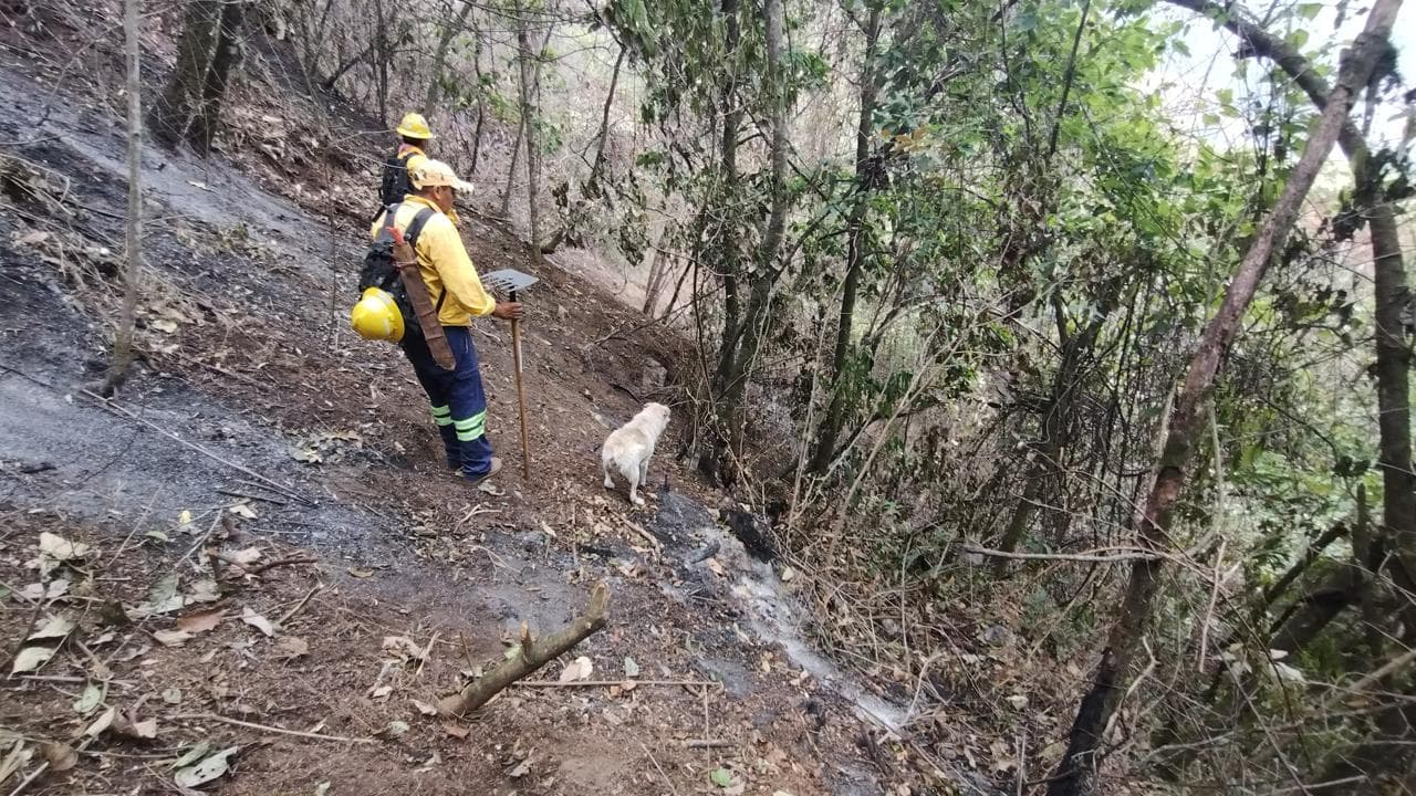 Liquidado el incendio forestal de Río Blanco
