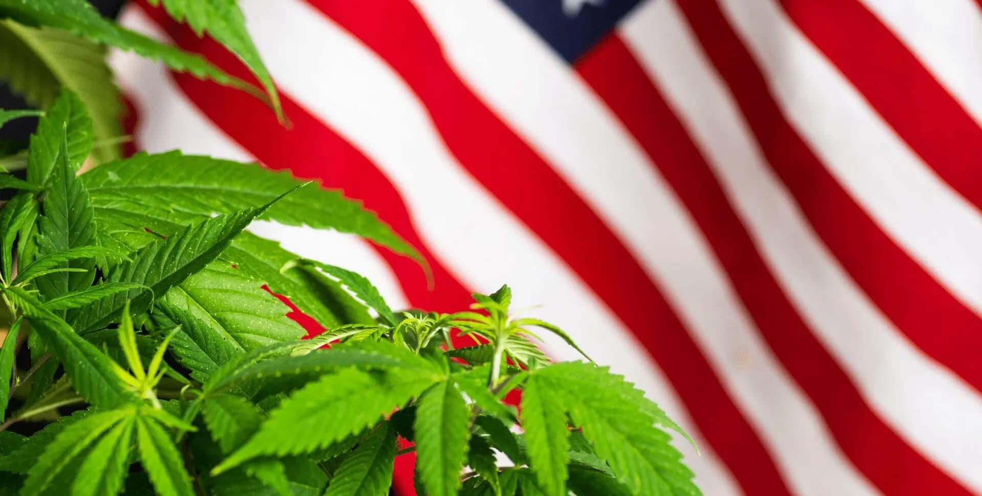 EUA busca reclasificación del Cannabis 