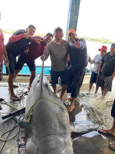 ImagenCapturan tiburón de más de 500 kilos en Tabasco