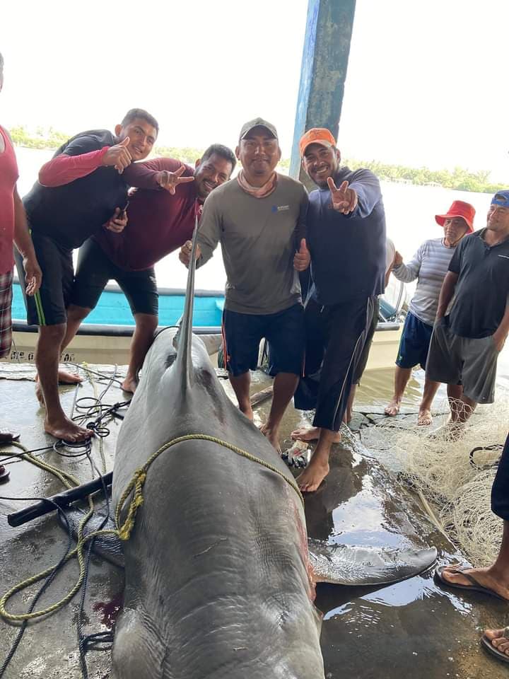 Capturan tiburón de más de 500 kilos en Tabasco
