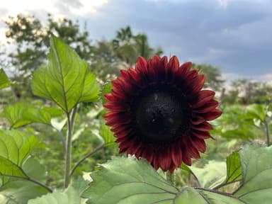 ImagenGirasoles rojos en Chiapas buscan mercado de consumo