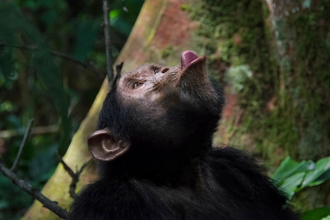 Chimpancés tocan el tambor de forma rítmica; “no lo hacen al azar": estudio