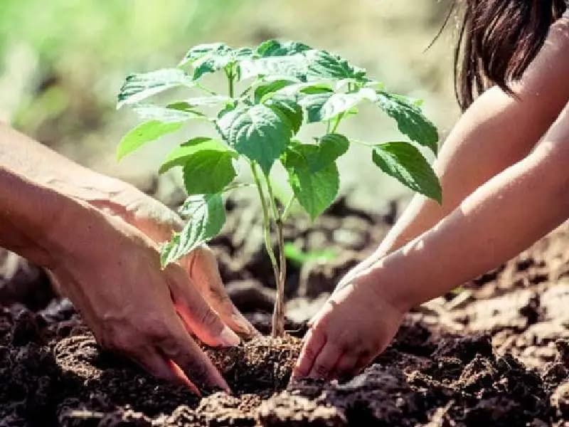 Cancún planta mil 727 árboles 