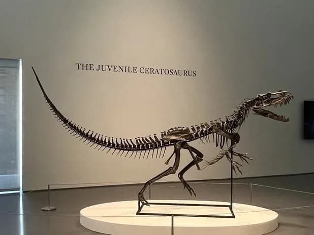 Subasta en EU es encabezada por esqueleto de un “dinosaurio bebé”