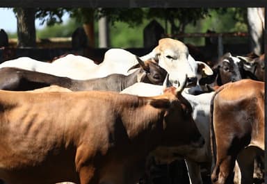 ImagenRegistran 56% de parición ganadera en programa de crédito 