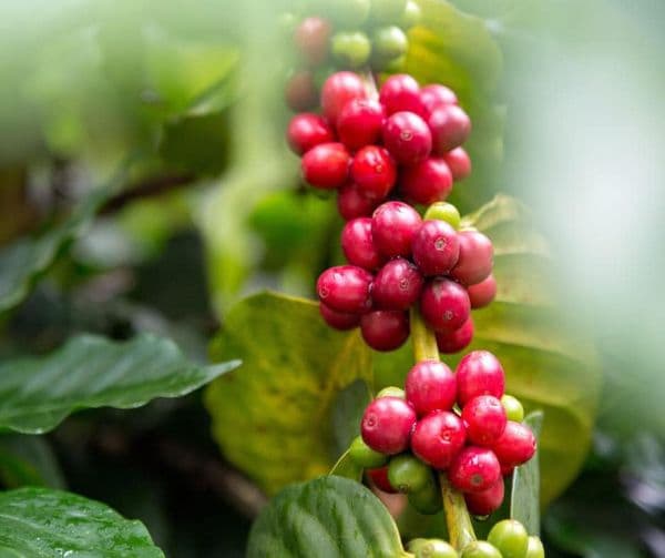 Histórico, el quintal del café ha llegado hasta 320 dólares
