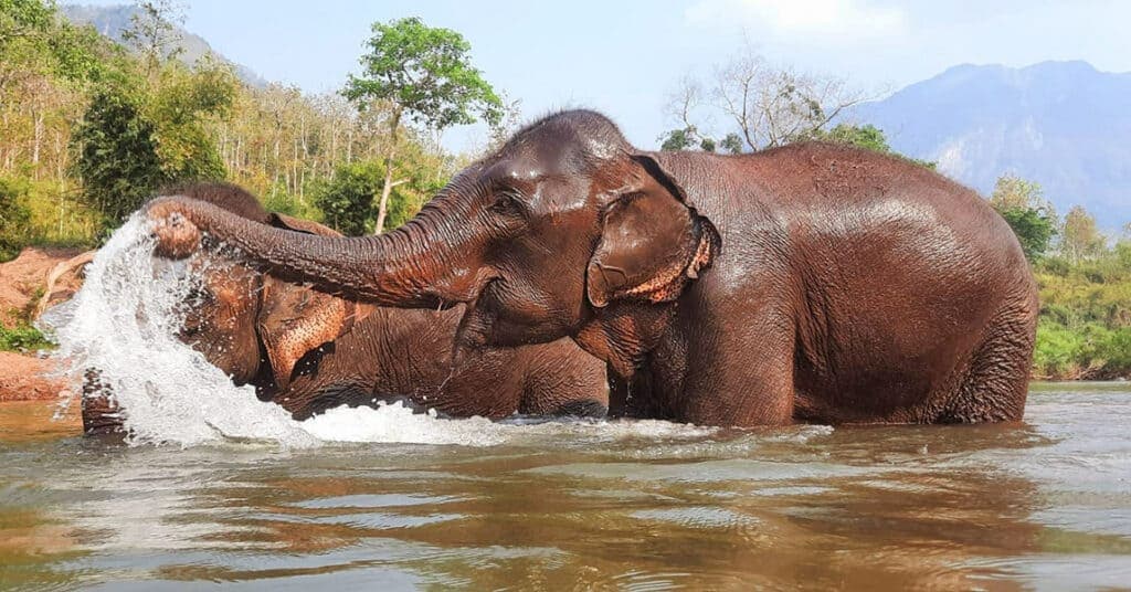 Buscan salvar a últimos elefantes en Laos