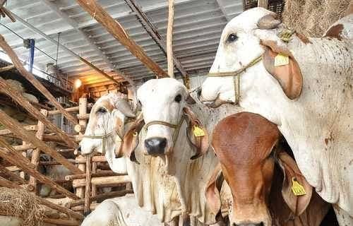 Sigue guerra de cifras entre OMSA y SEDAP por Gusano Barrenador en Tabasco 