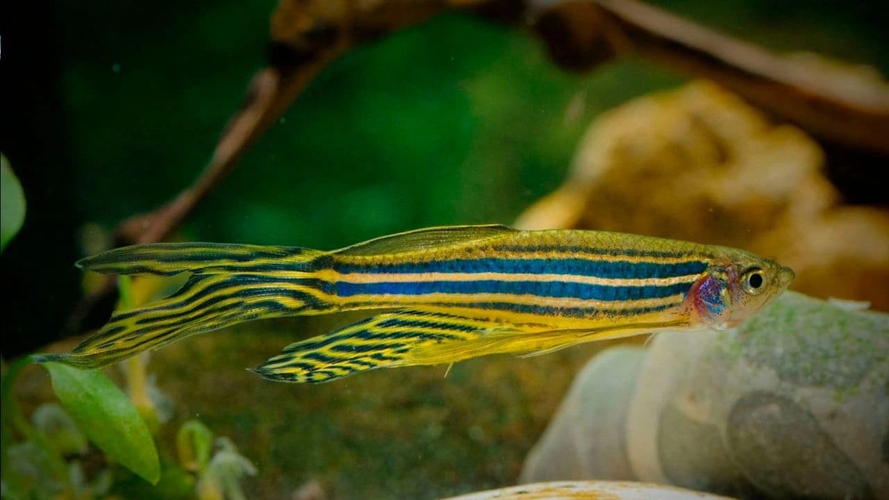 Pez cebra, gran aliado en el estudio del autismo y trastornos neuronales