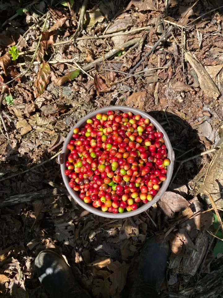 Embarcan 200 toneladas de café chiapaneco a Estados Unidos
