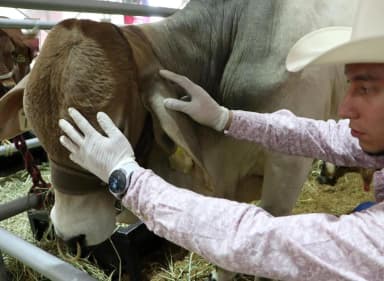 ImagenRefuerza cerco sanitario Veracruz para buscar origen de Gusano Barrenador