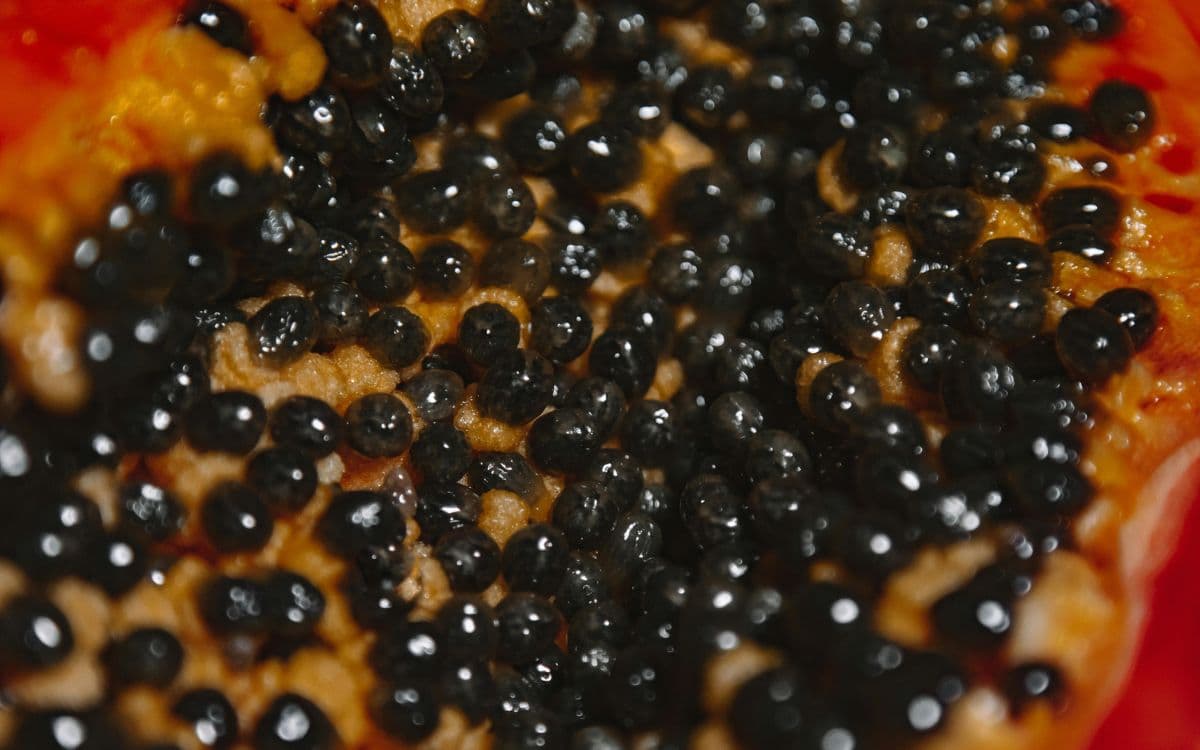 Hallan en EU más de 23 mdd en metanfetamina en cargamento de papaya
