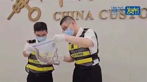 Intenta pasar 100 serpientes en una aduana 