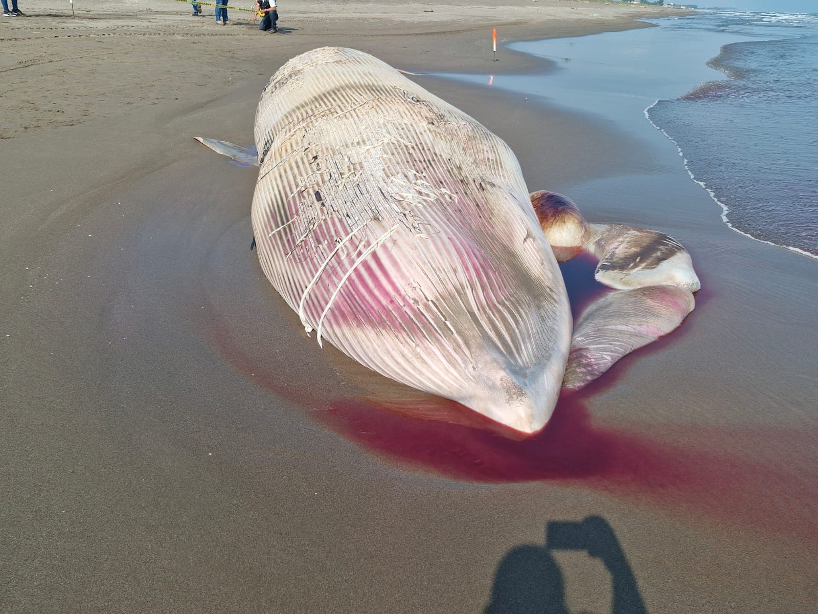 Encuentran ballena sin vida en playas de Nautla 