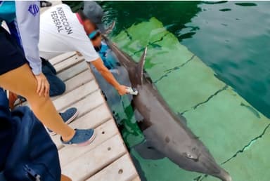 ImagenAmbientalistas piden clausura definitiva a delfinarios en hoteles