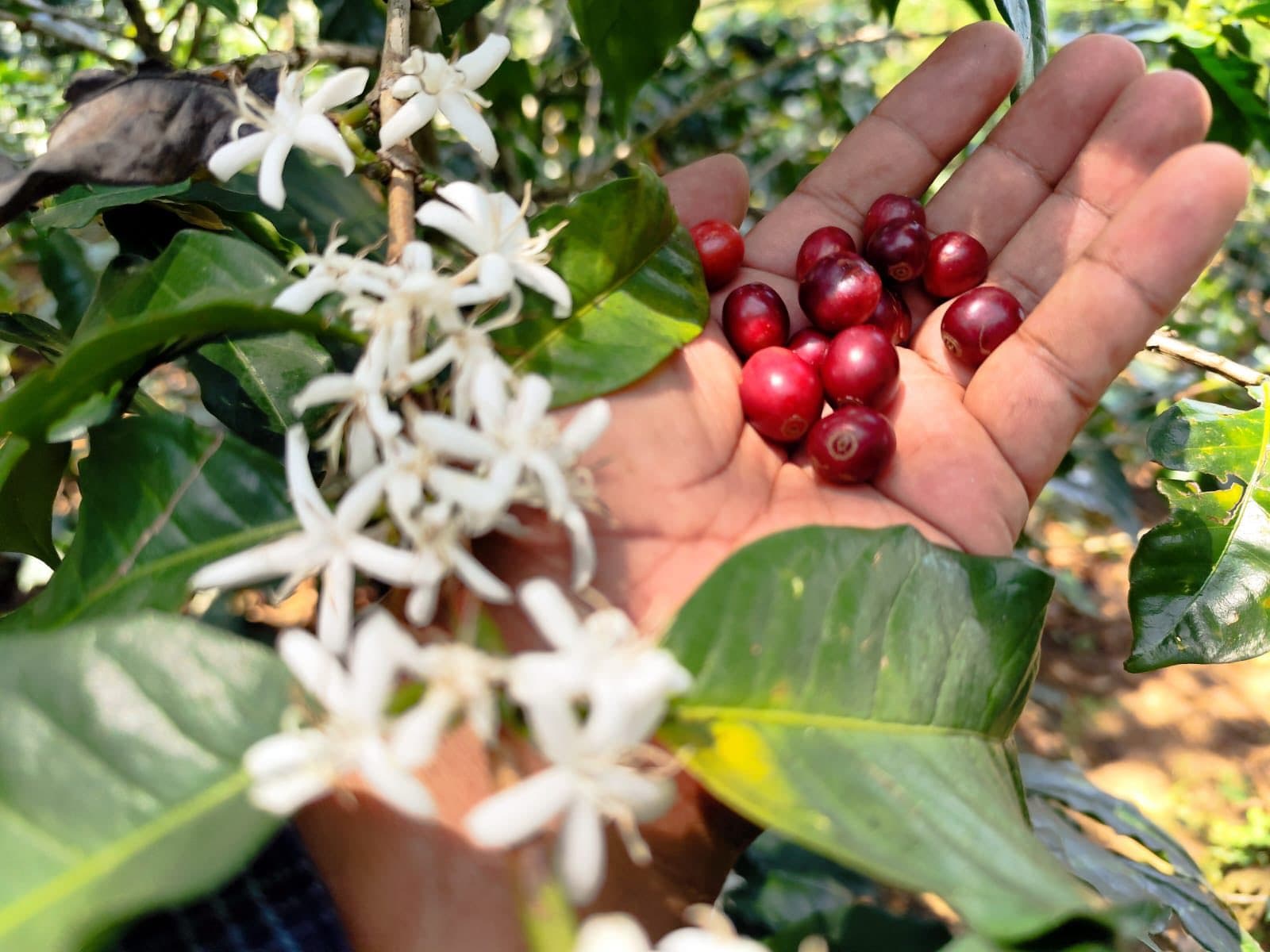 Presentan herramientas biotecnológicas para cultivo de café