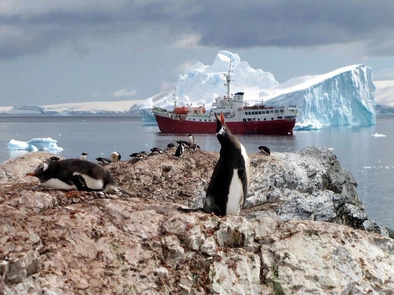 Cambio climático disminuye población de pingüinos emperadores