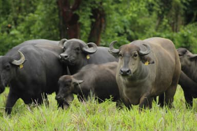 ImagenComplicada la comercialización de búfalo en Tabasco, admiten ganaderos 