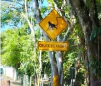 Instalan señalamientos para proteger monos aulladores