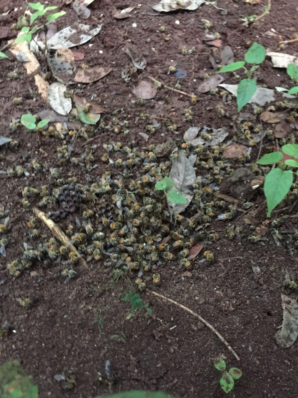 Denuncian mortandad de abejas por fumigación 
