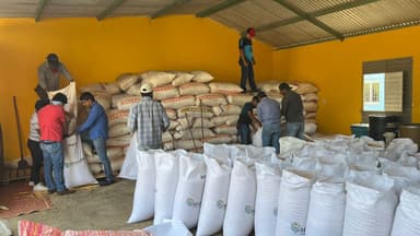 ImagenRecuperan 100 mil hectáreas de cultivos en Chiapas 