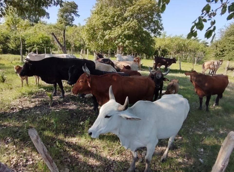 Sin muertes de ganado en Chiapas por gusano barrenador