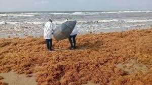 Después del derrame de petróleo ahora llega sargazo a Veracruz 