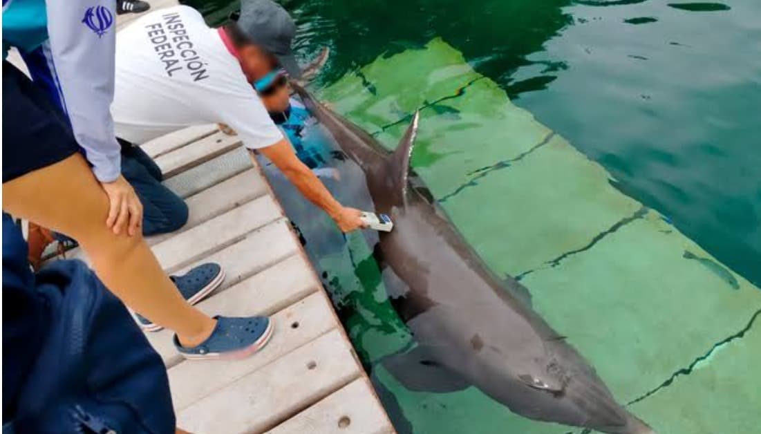 Profepa clausura recinto Dolphinaris Barceló