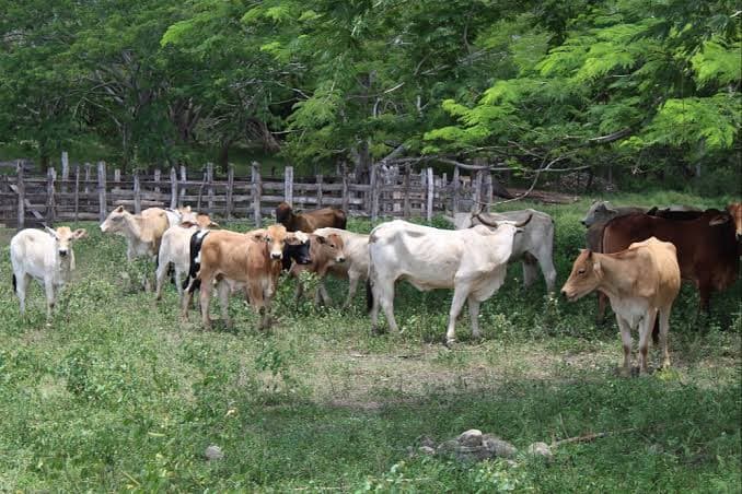 Pese a optimismo oficial, barrenador sigue avanzando 