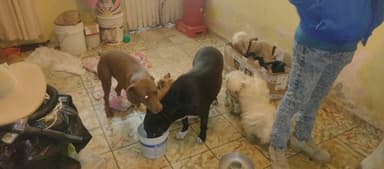 ImagenPVEM: 15 municipios sin protocolo vs maltrato animal