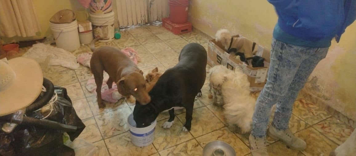 PVEM: 15 municipios sin protocolo vs maltrato animal