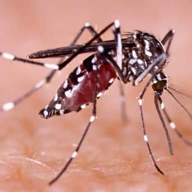ImagenAlerta por dengue en Ciudad del Carmen 