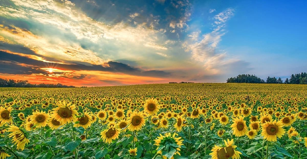 Florecen de nuevo Girasoles de Balancán