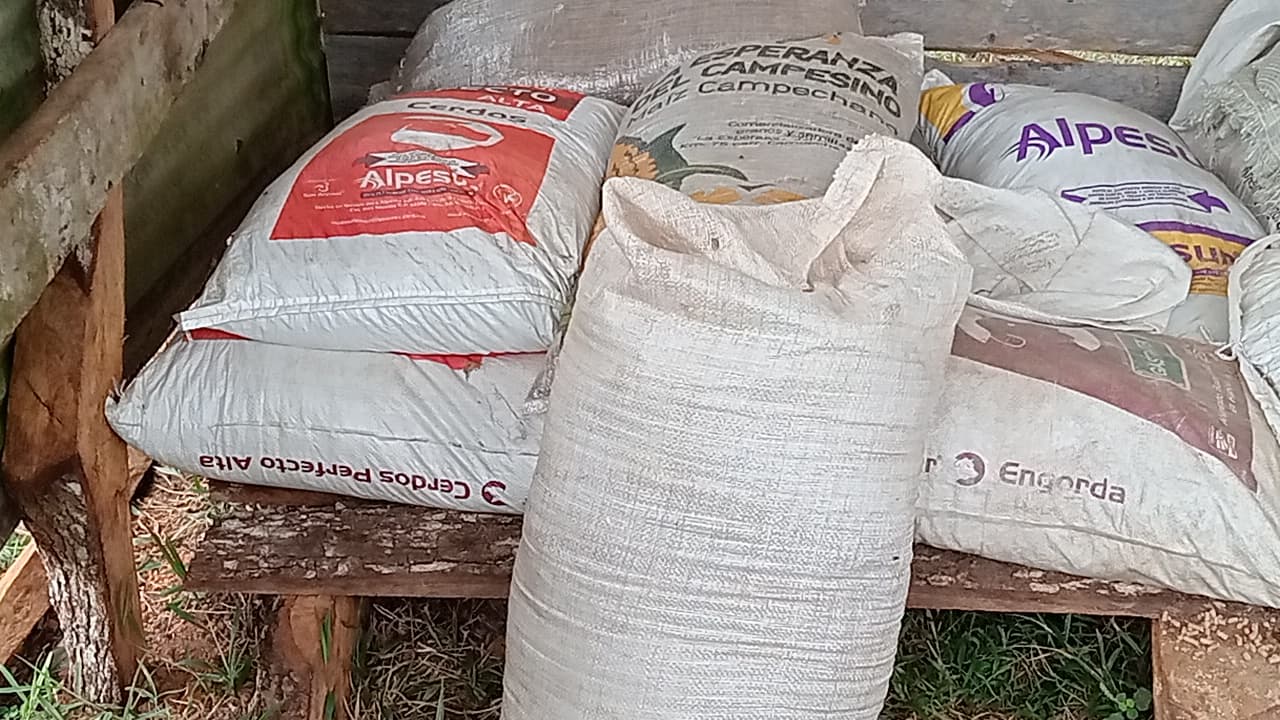 Toxina letal en pollinaza mató a ganado: Sader