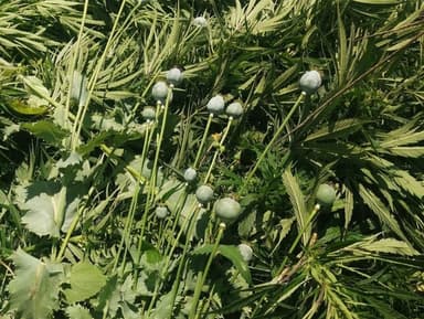 ImagenDestruyen plantío de enervantes en Chiapas