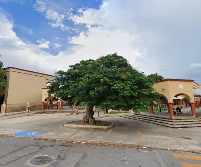 Indigna tala de histórico árbol en barrio de San Román