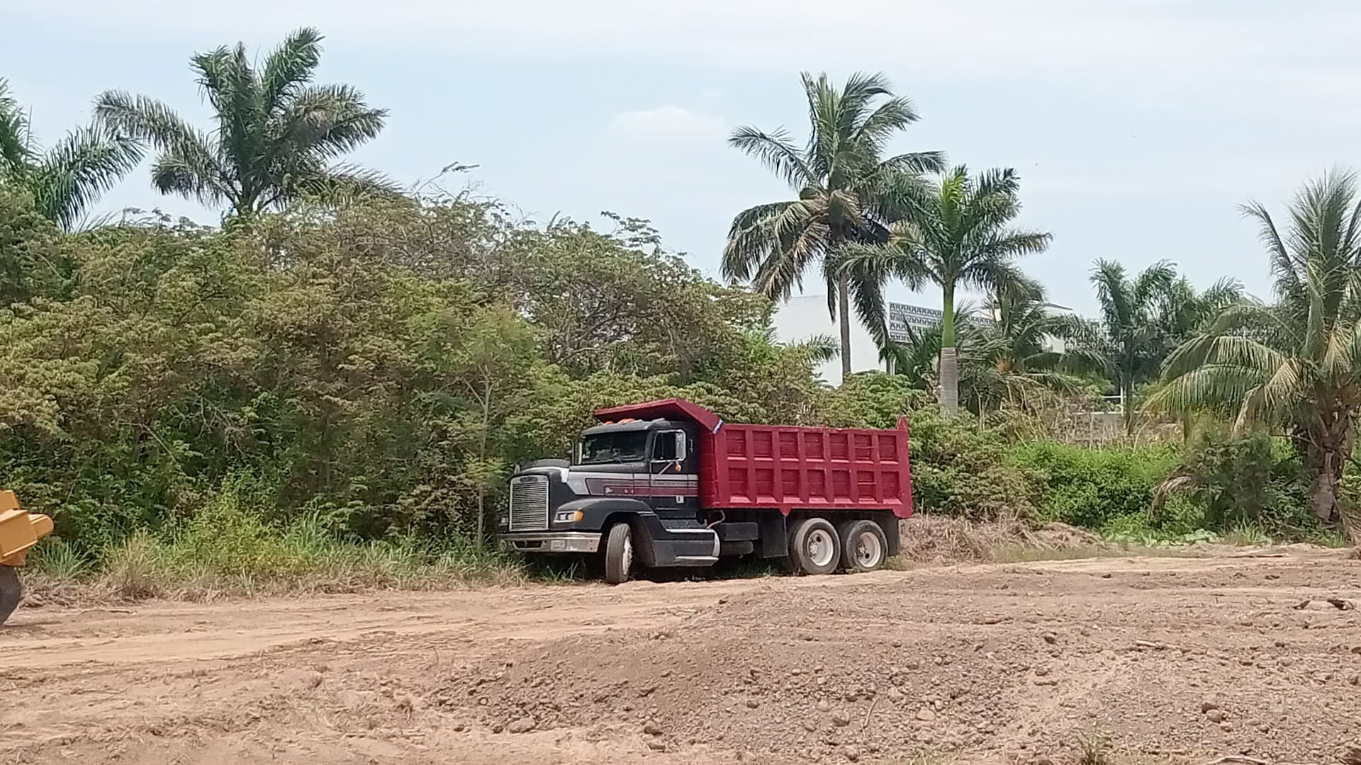 Acusan tala de mangle por obra; Profepa supervisa
