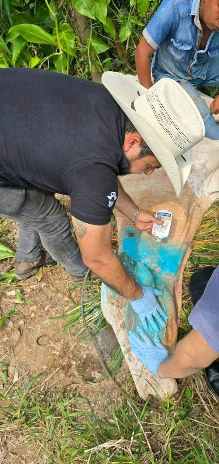 Ganaderos chiapanecos piden freno a gusano barrenador 