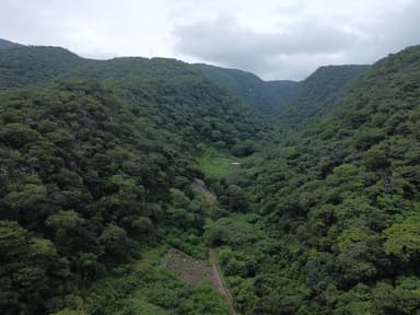ImagenClausuran desarrollo que invadía áreas naturales en Chiapas