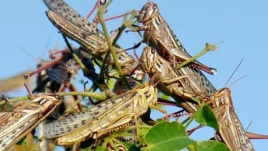ImagenAlerta por mangas de langostas en Campeche