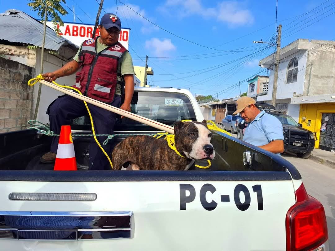 Perros pitbull ataca a menor en Escárcega