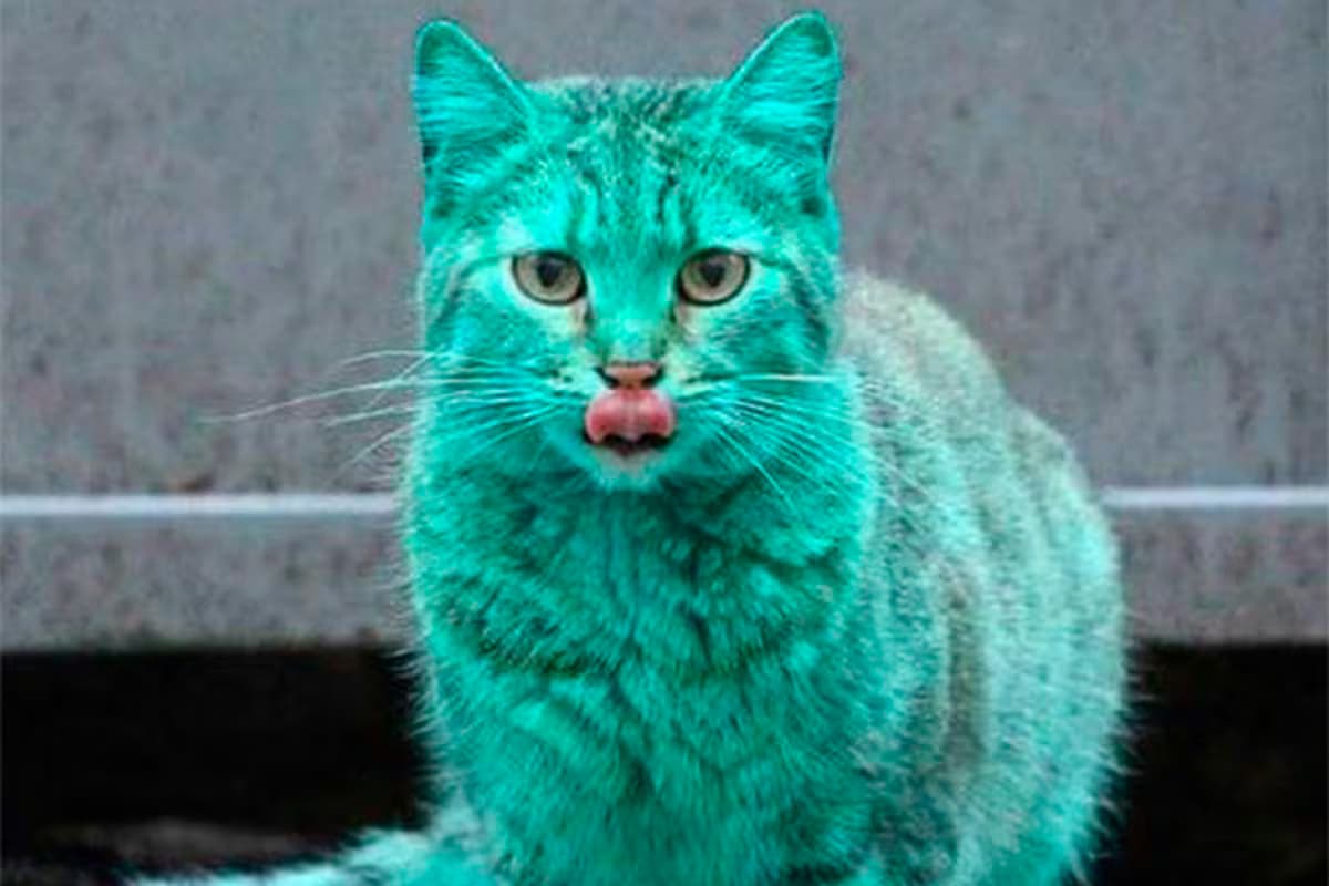 Alerta por gato radiactivo en Japón 