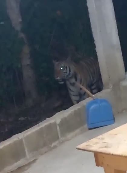 ¡Anda un tigre suelto!