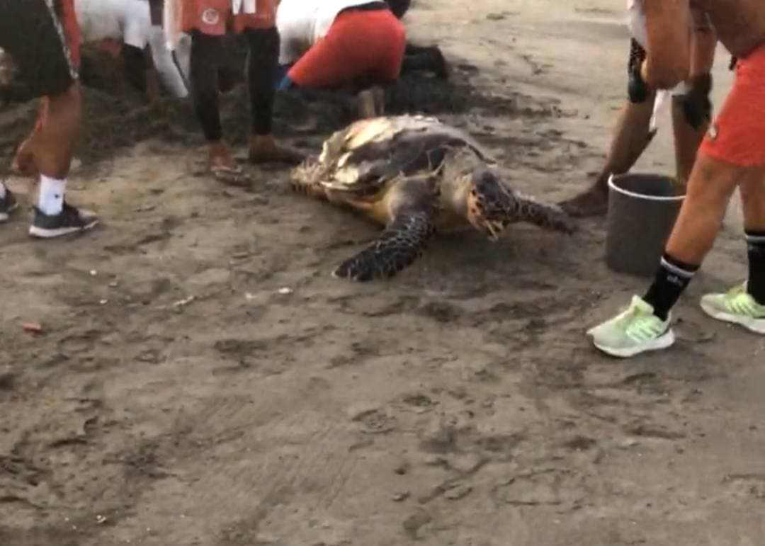 Hallan tortuga atorada en escolleras en puerto de Veracruz
