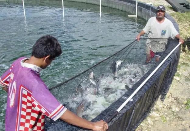 Pescando Vida abastecerá mercado local 