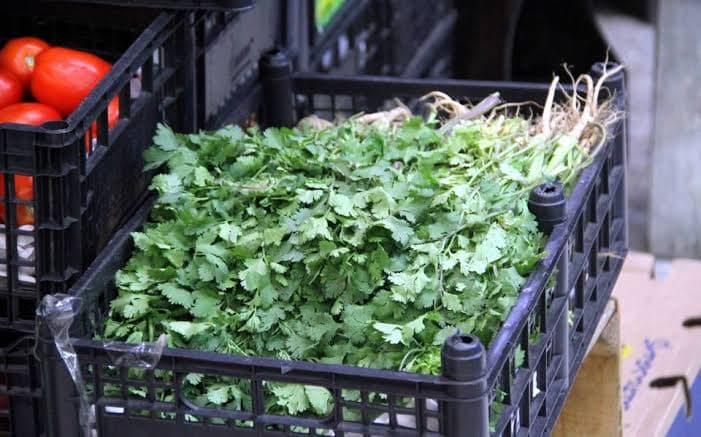 Por las nubes, cilantro