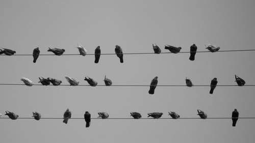 Disminuye población de pájaros en Norteamérica, señala estudio