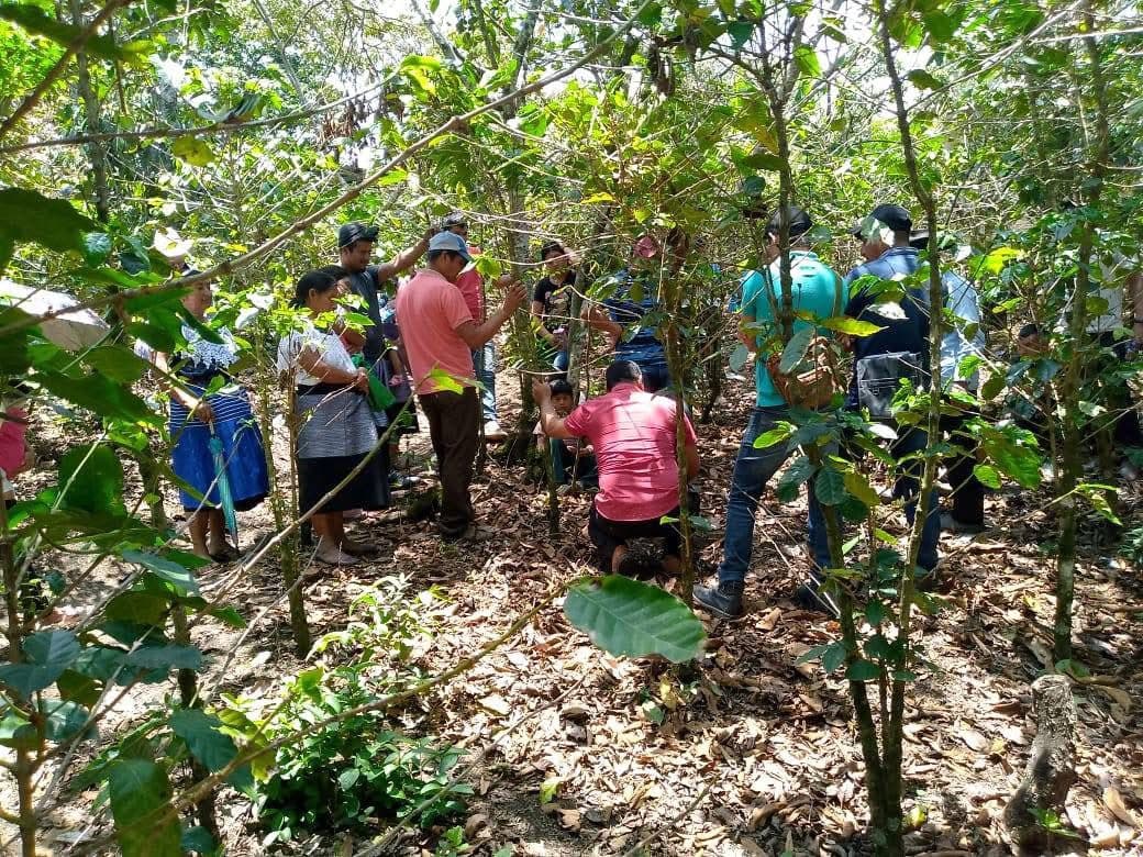 Capacitan a cafetaleros en Chiapas